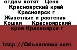 отдам котят › Цена ­ 5 - Красноярский край, Красноярск г. Животные и растения » Кошки   . Красноярский край,Красноярск г.